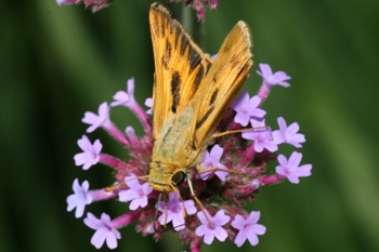 Verbena bonariensis with fiery skipper